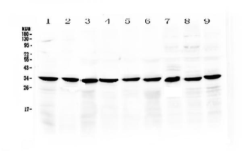 COPE Rabbit Polyclonal Antibody