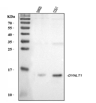 DYNLT1 Rabbit Polyclonal Antibody