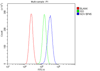 NOV/CCN3 Rabbit Polyclonal Antibody