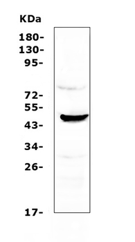 NOV/CCN3 Rabbit Polyclonal Antibody