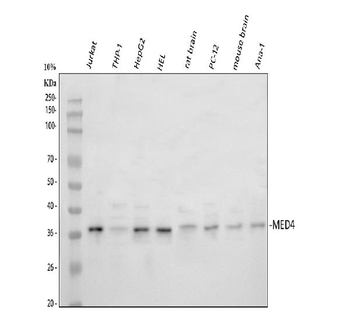 MED4 Rabbit Polyclonal Antibody