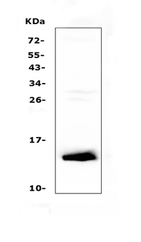 TFF2 Rabbit Polyclonal Antibody