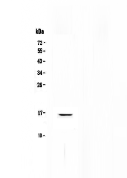 Niemann Pick C2/NPC2 Rabbit Polyclonal Antibody