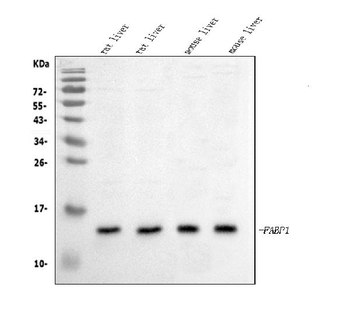 liver FABP/Fabp1 Rabbit Polyclonal Antibody