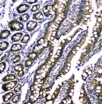 RAB6A Rabbit Polyclonal Antibody