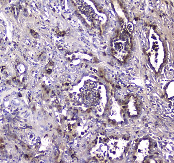 LGALS3BP Rabbit Polyclonal Antibody