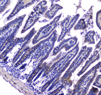 LGALS3BP Rabbit Polyclonal Antibody