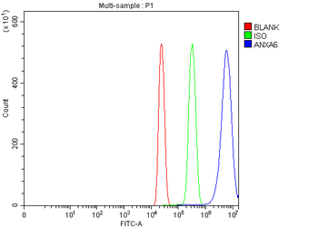 Annexin VI/ANXA6 Rabbit Polyclonal Antibody