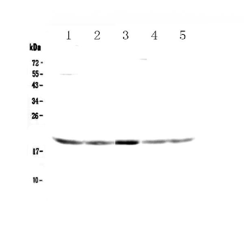 GADD45G Rabbit Polyclonal Antibody
