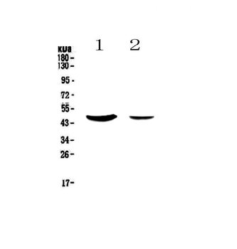 MUC7 Rabbit Polyclonal Antibody