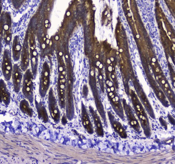 COX IV/COX4I1 Rabbit Polyclonal Antibody