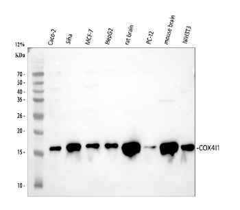 COX IV/COX4I1 Rabbit Polyclonal Antibody