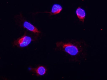 COX IV/COX4I1 Rabbit Polyclonal Antibody