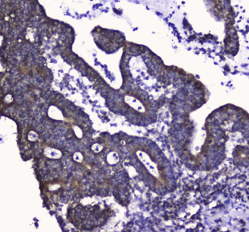 COX IV/COX4I1 Rabbit Polyclonal Antibody