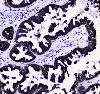 COX IV/COX4I1 Rabbit Polyclonal Antibody