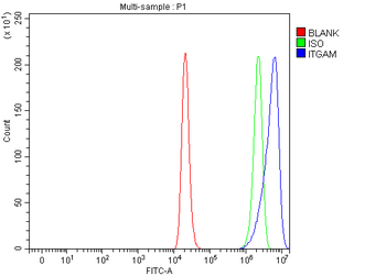 CD11b/ITGAM Rabbit Polyclonal Antibody