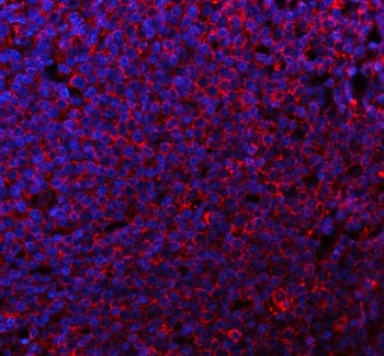 CD80 Rabbit Polyclonal Antibody