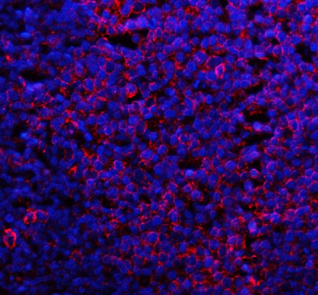 CD80 Rabbit Polyclonal Antibody