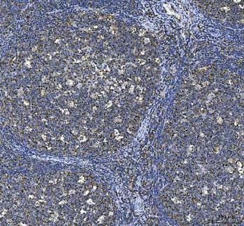 CD80 Rabbit Polyclonal Antibody