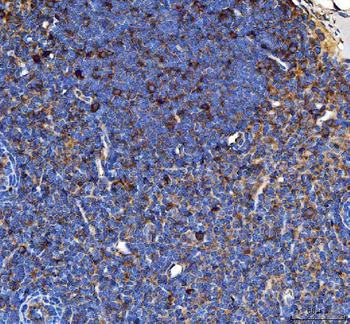 CD80 Rabbit Polyclonal Antibody