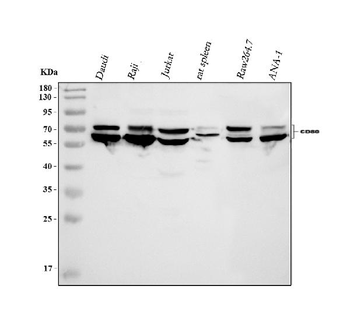 CD80 Rabbit Polyclonal Antibody