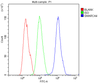 BRG1/SMARCA4 Rabbit Polyclonal Antibody