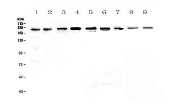 BRG1/SMARCA4 Rabbit Polyclonal Antibody
