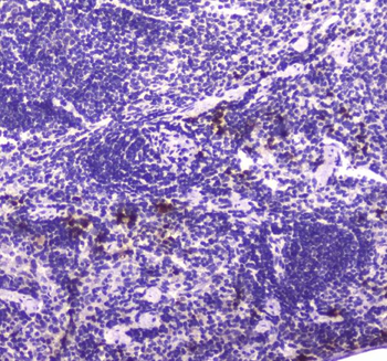 Lactoferrin/LTF Rabbit Polyclonal Antibody