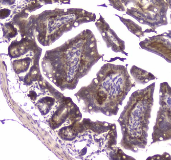 MVP Rabbit Polyclonal Antibody