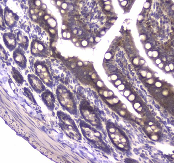 MVP Rabbit Polyclonal Antibody