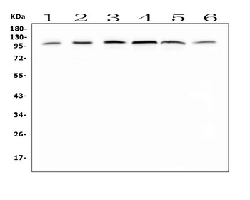 MVP Rabbit Polyclonal Antibody
