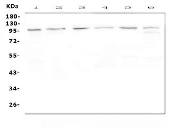 MVP Rabbit Polyclonal Antibody