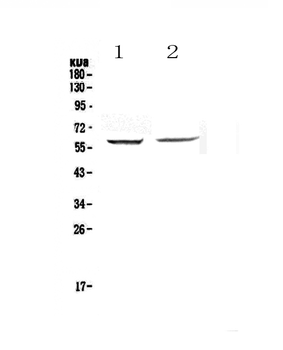 STAM1 Rabbit Polyclonal Antibody