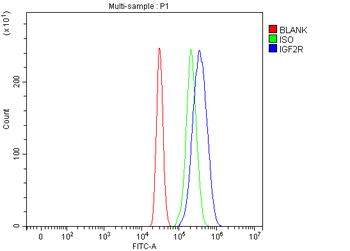 Mannose 6 Phosphate Receptor/IGF2R Rabbit Polyclonal Antibody