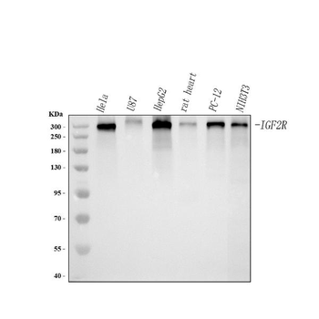 Mannose 6 Phosphate Receptor/IGF2R Rabbit Polyclonal Antibody