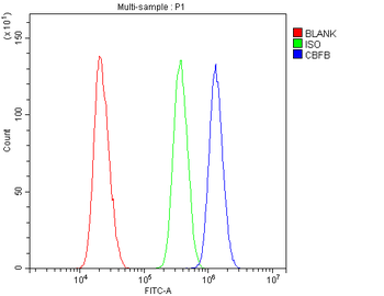 CBFb Rabbit Polyclonal Antibody