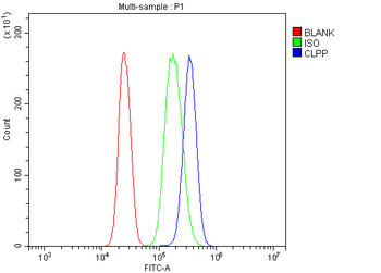CLPP Rabbit Polyclonal Antibody