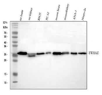 14-3-3 zeta/delta/YWHAZ/14 Rabbit Polyclonal Antibody