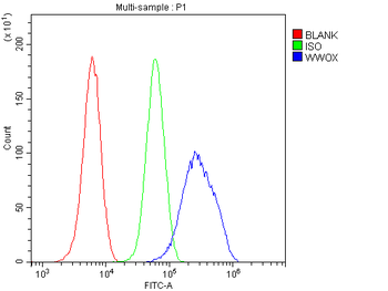WWOX Rabbit Polyclonal Antibody