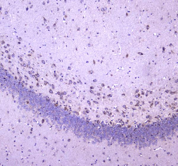 WWOX Rabbit Polyclonal Antibody