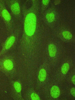 HAUSP/USP7 Rabbit Polyclonal Antibody