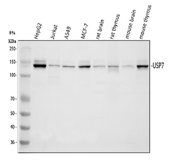 HAUSP/USP7 Rabbit Polyclonal Antibody