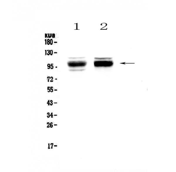 SATB1 Rabbit Polyclonal Antibody