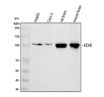 Insulin degrading enzyme/IDE Rabbit Polyclonal Antibody