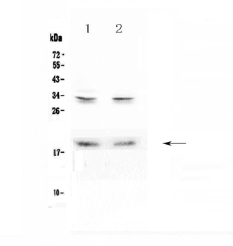Pleiotrophin/PTN Rabbit Polyclonal Antibody