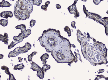 RALBP1 Rabbit Polyclonal Antibody