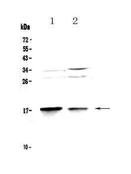 MAP1LC3A Rabbit Polyclonal Antibody
