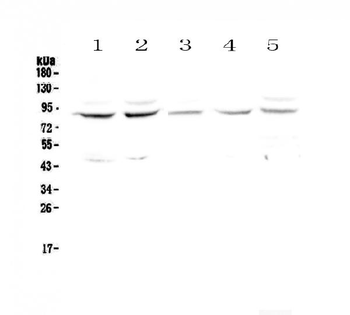 Cullin 4a/CUL4A Rabbit Polyclonal Antibody