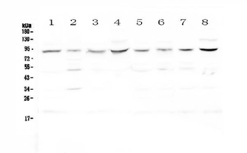 Cullin 4a/CUL4A Rabbit Polyclonal Antibody