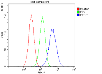 PBP/PEBP1 Rabbit Polyclonal Antibody